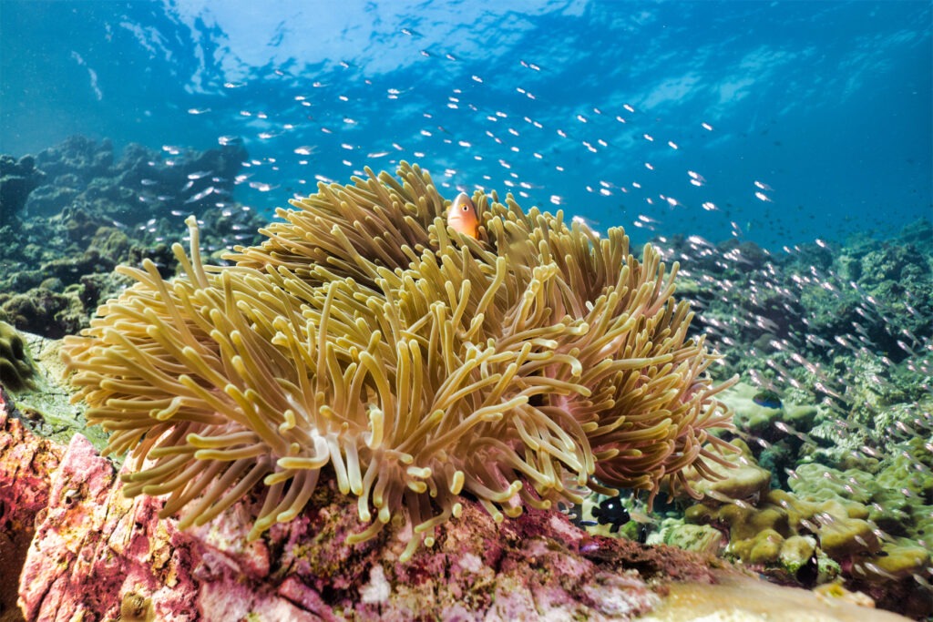 underwater magnificent sea-anemone