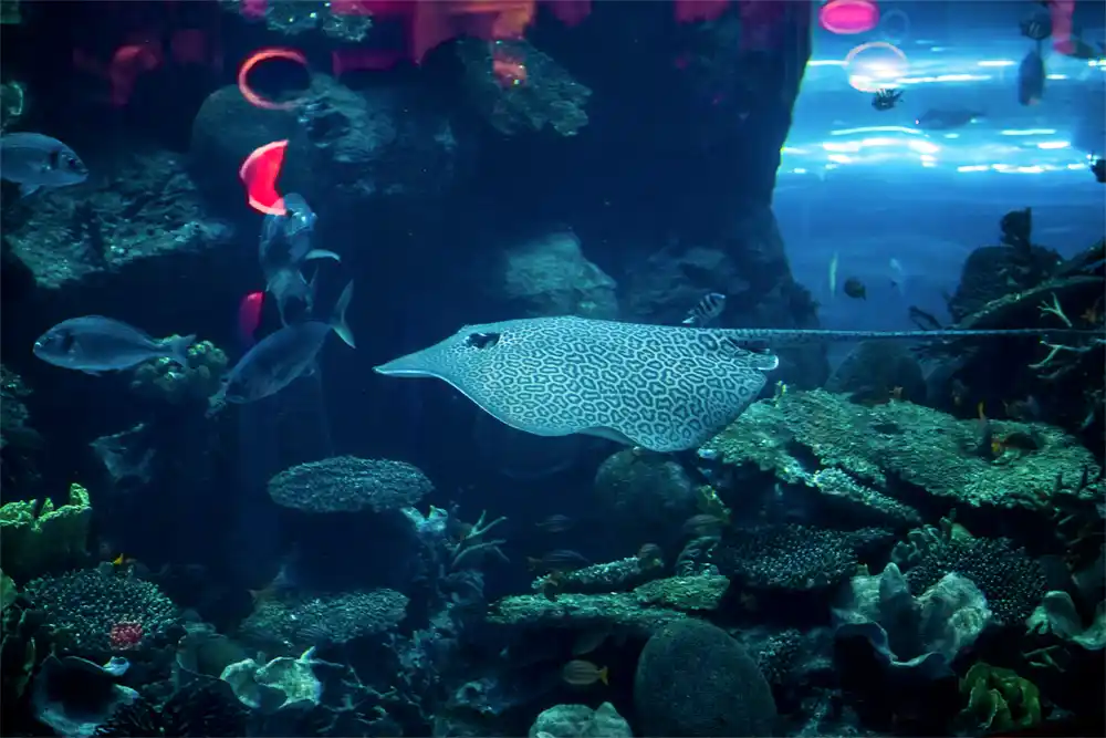Dubai Aquarium