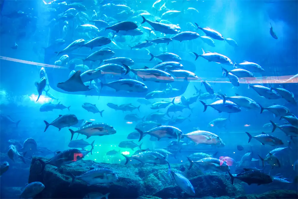 Dubai Aquarium and Underwater Zoo