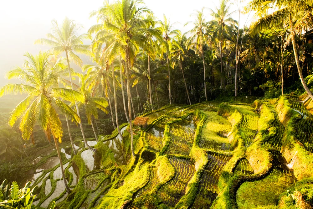 Rice Terraces in Bali